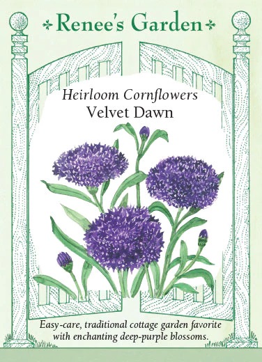 RG Cornflower Velvet Dawn